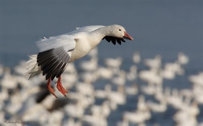 Oies blanches - _E0K0481 - Snow Geese