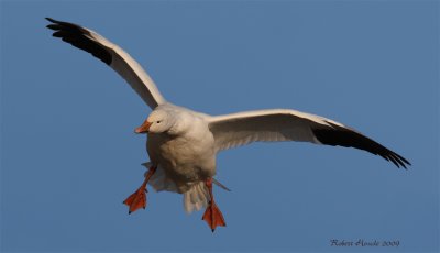 Oie blanche -- Snow Goose -- _E0K0477