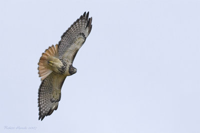 Buse  queue rousse - _Z0U4081 - Red-tailed Hawk