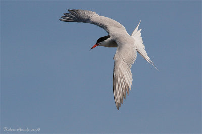 Sterne pierregarin --  _E0K4636 -- Common Tern