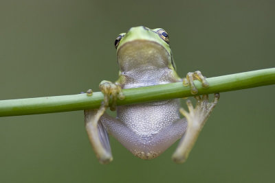  The European Treefrog
