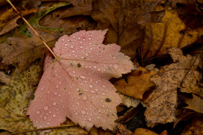 Fallen Leaf with Raindrops