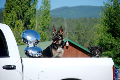 Truck Dogs.jpg
