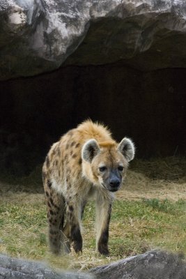 Hyena77.jpg