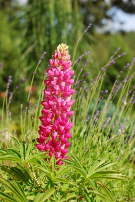 Lupine