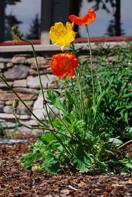 Poppies