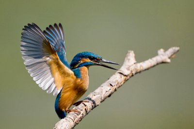 Kingfisher