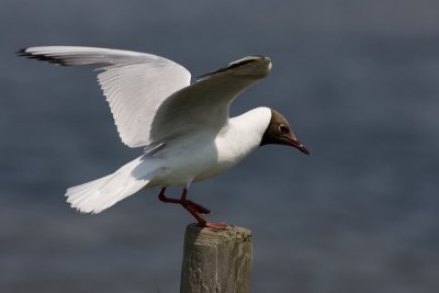 Black-headed Gull