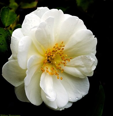 Old Fashoned White Rose