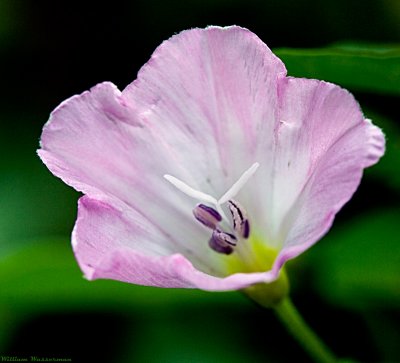 Violet Wildflower
