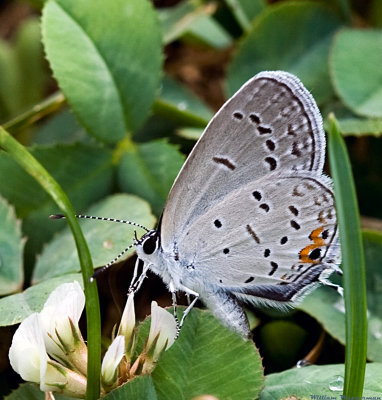 Eastern Tailed Blue