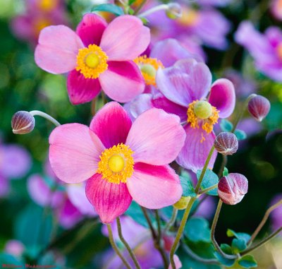  Japanese Anemone