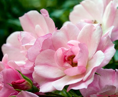 Old Fashioned Pink Rose