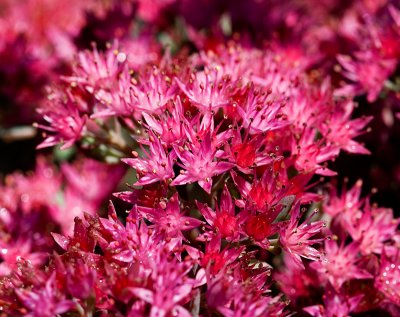 Hot Pink Groundcover