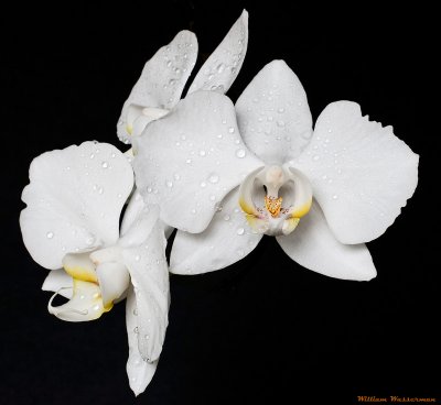 White Phalaenopsis