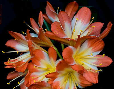 Clivia