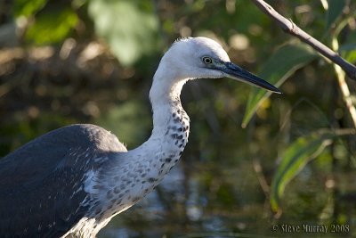 White-necked Heron (Ardea pacifica)