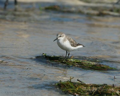 Red-necked Stint (Calidris ruficollis)