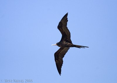 Great Frigatebird (Fregata minor)