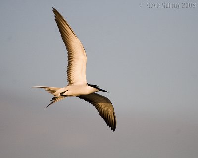 Bridled Tern (Onychoprion anaethetus)