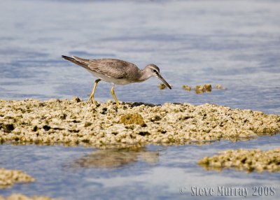 Grey-tailed Tattler (Tringa brevipes)