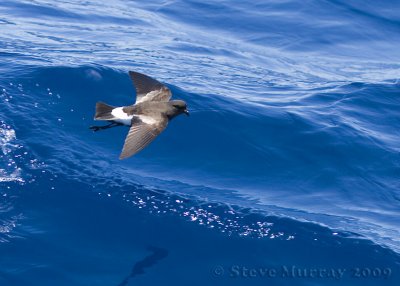 Wilson's Storm-Petrel (Oceanites oceanicus)