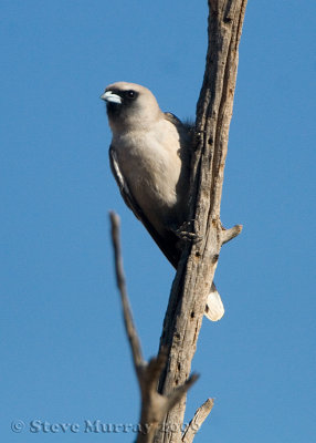 Black-faced Woodswallow (Artamus cinereus melanops)