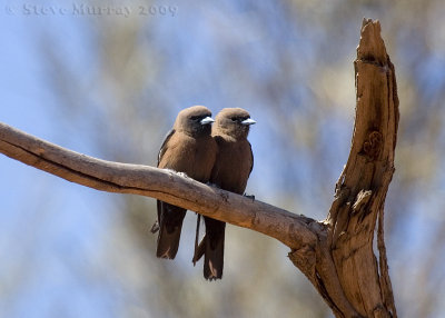 Little Woodswallow (Artamus minor derbyi)