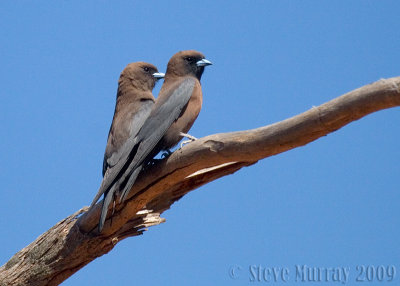 Little Woodswallow (Artamus minor derbyi)