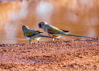 Eastern Bluebonnet (Northiella haematogaster)