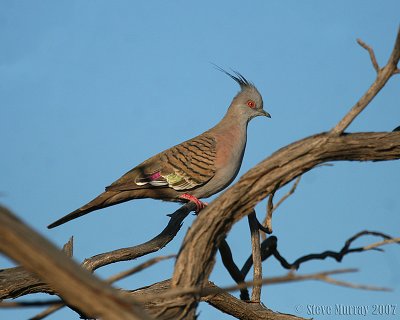 Crested Pigeon (Geophaps lophotes)