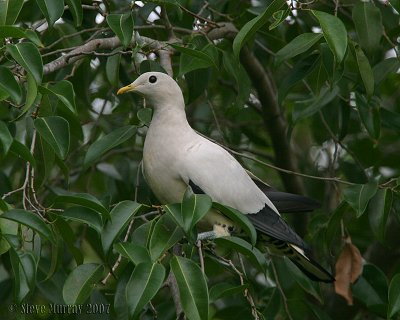 Torresian Imperial Pigeon (Ducula spilorrhoa)