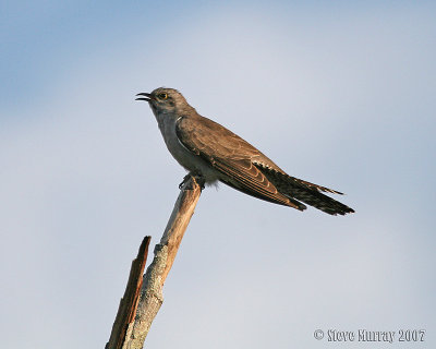 Pallid Cuckoo (Cuculus pallidus)