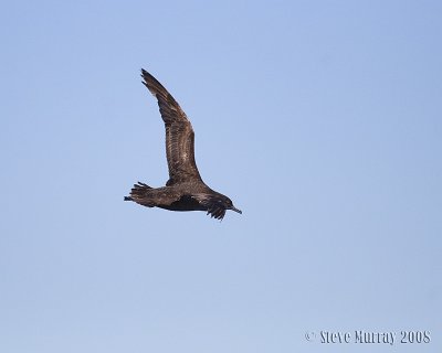 Sooty Shearwater (Ardenna griseus)