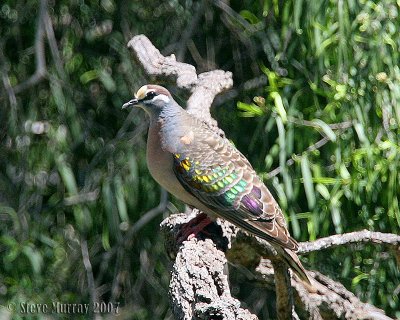 Common Bronzewing (Phaps chalcoptera)