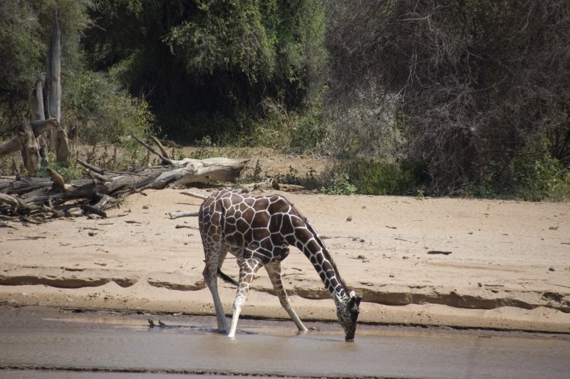 reticulated giraffe