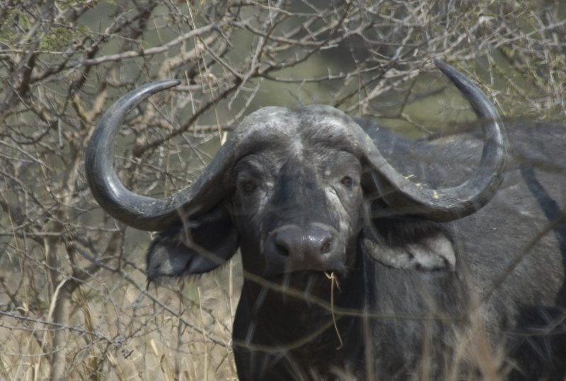 buffel
