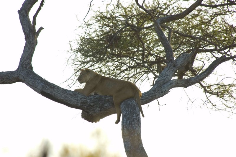 lion