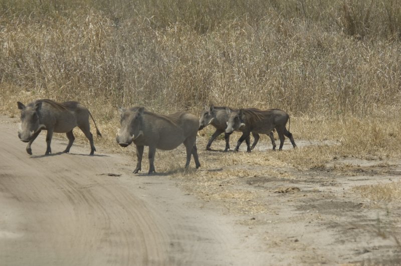 warthog