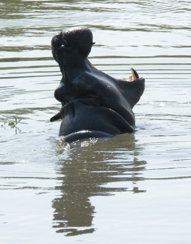 hippo