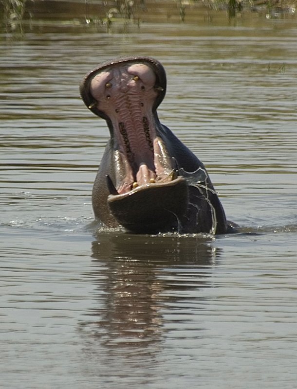 hippo