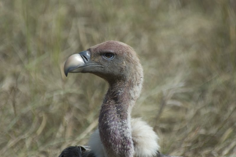 vulture