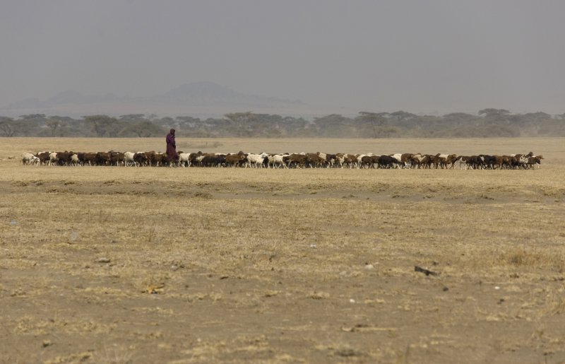 Masai with herd