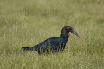 ground hornbill