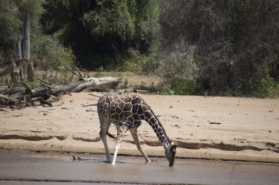 reticulated giraffe