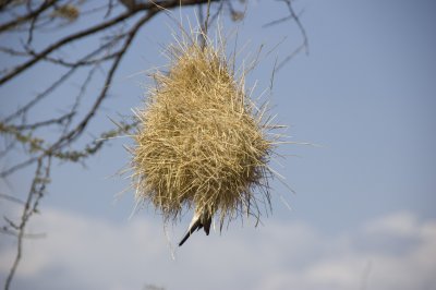 weaver