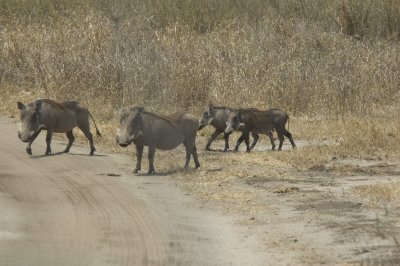 warthog