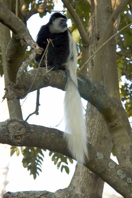 black-and-white colobus