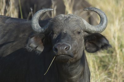 buffel