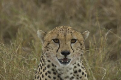 cheetah